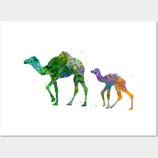 Dromedary Camels Posters and Art